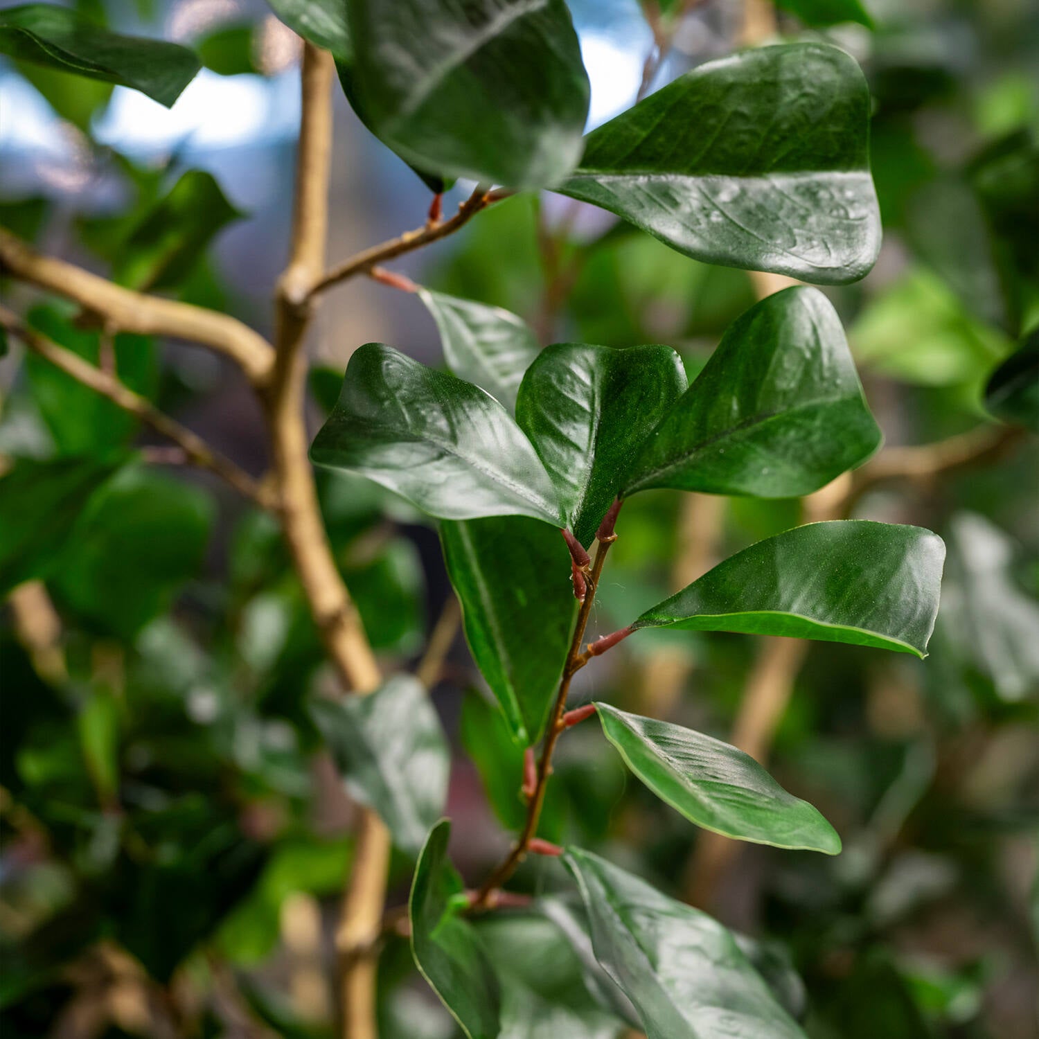 Pottery Pots - Nepplanten Ficus Triangularis Tree L, Groen