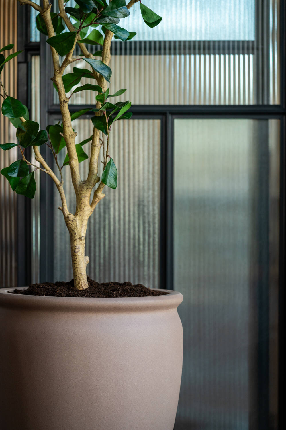 Pottery Pots - Nepplanten Ficus Triangularis Tree L, Groen