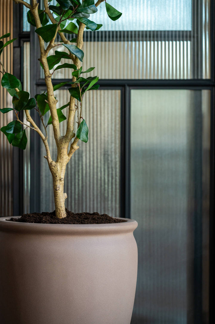 Pottery Pots - Nepplanten Ficus Triangularis Tree L, Groen