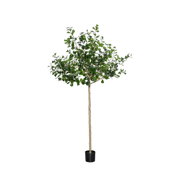 Pottery Pots - Nepplanten Ficus Triangularis Tree XL, Groen