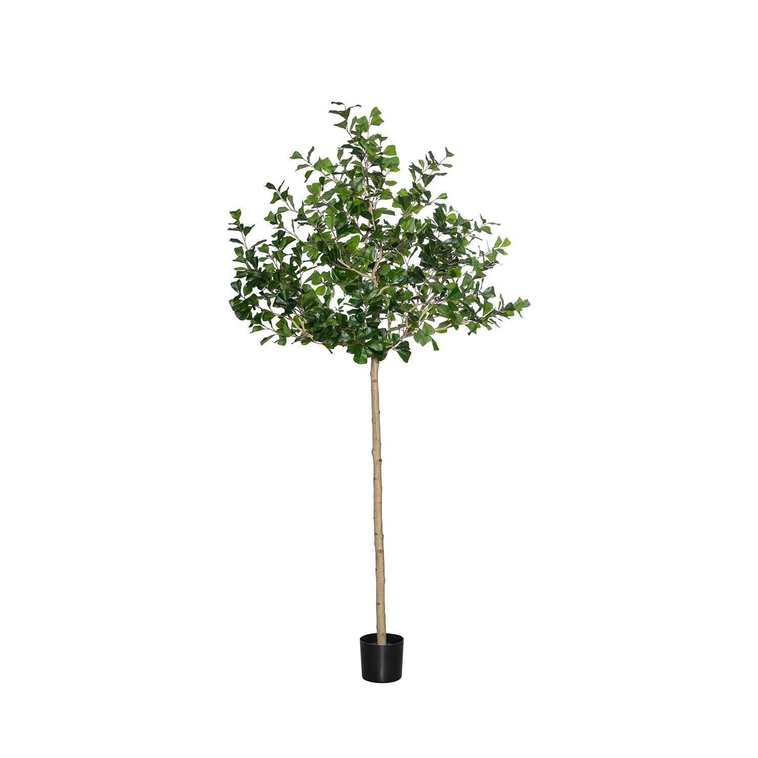 Pottery Pots - Nepplanten Ficus Triangularis Tree XL, Groen