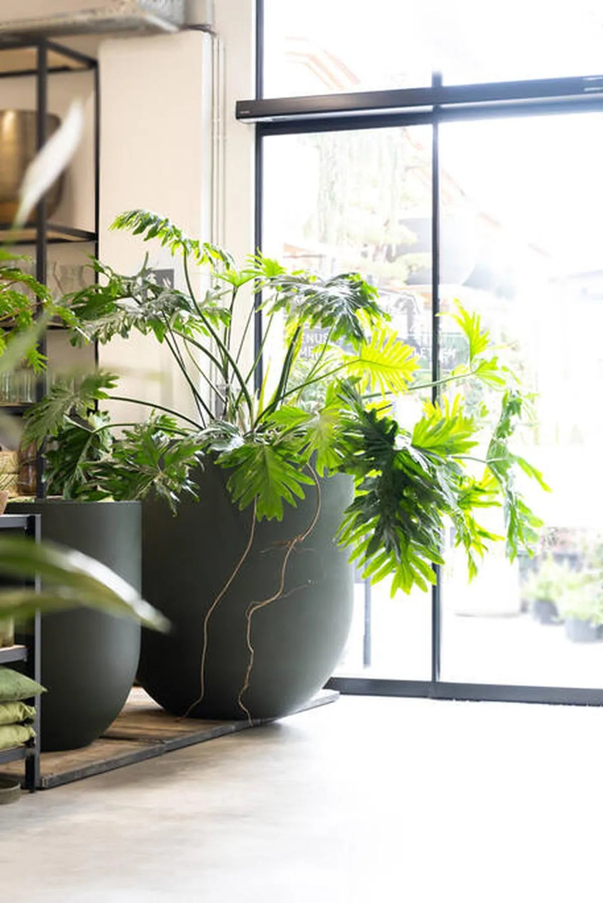 Jumbo Lex M, Groen