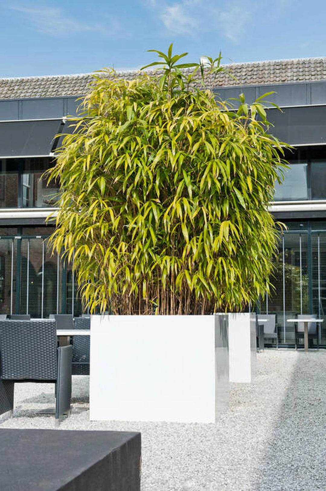 Jumbo XL, Glanzend Wit