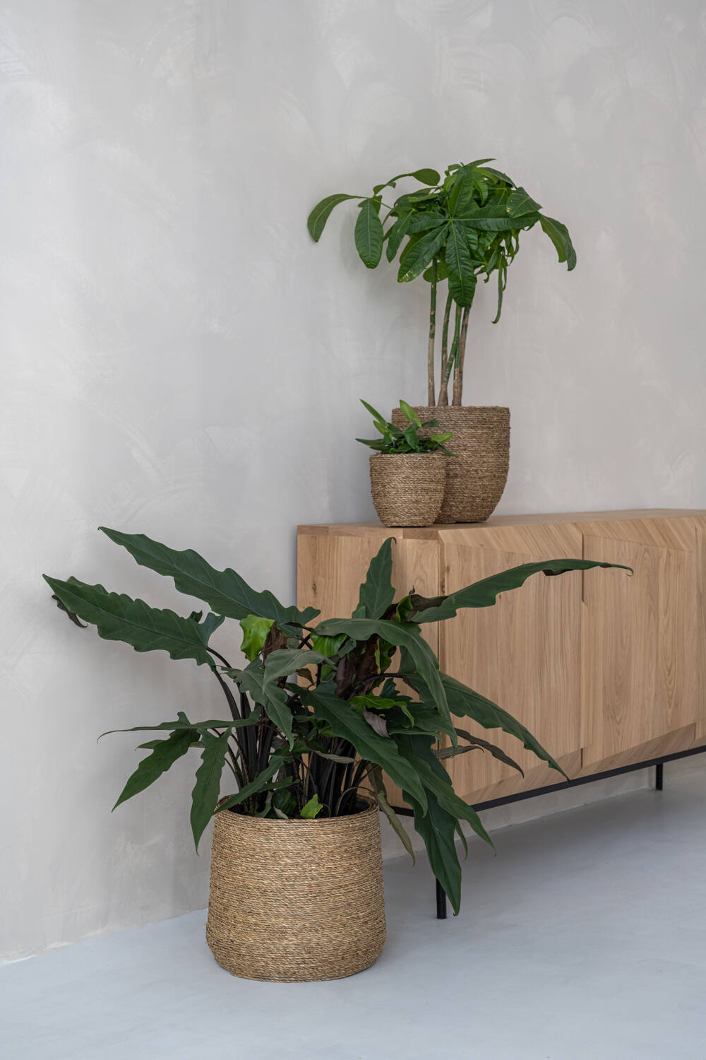 Patt XL, Straw Grass