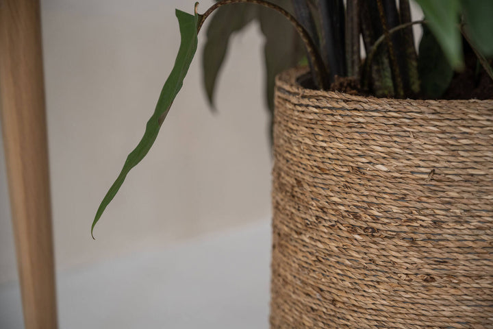 Patt XL, Straw Grass