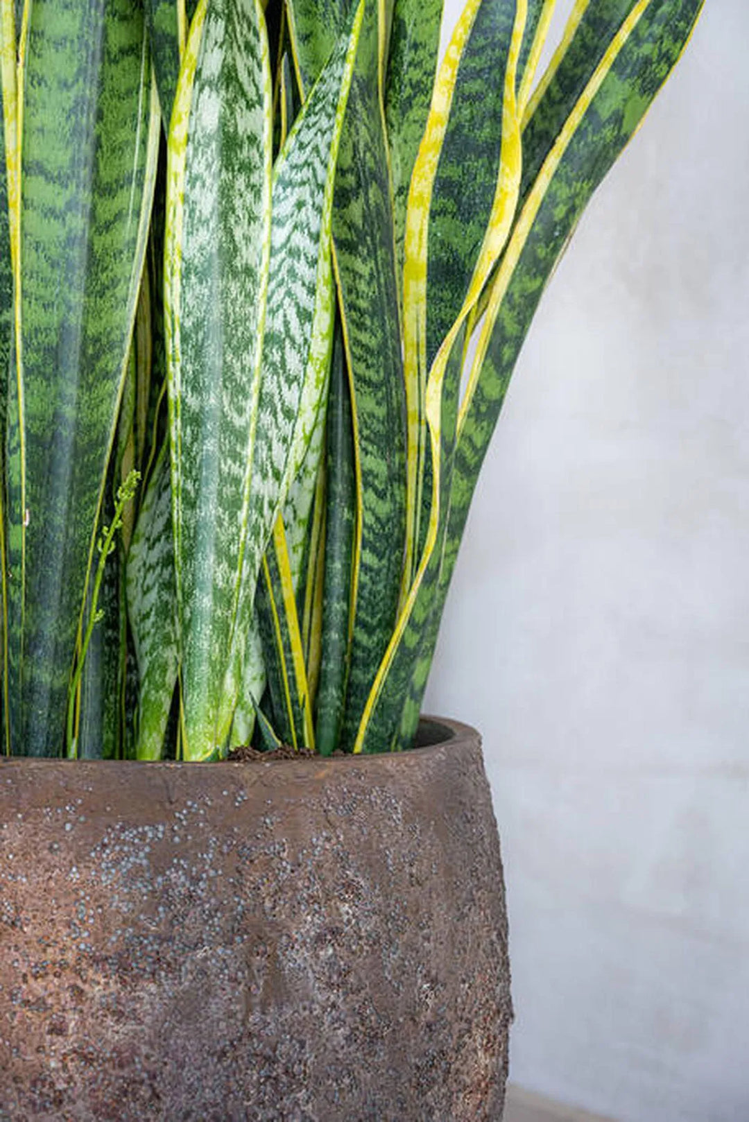 Pottery Pots - Bloempot Maraa S, Keizerlijk Bruin