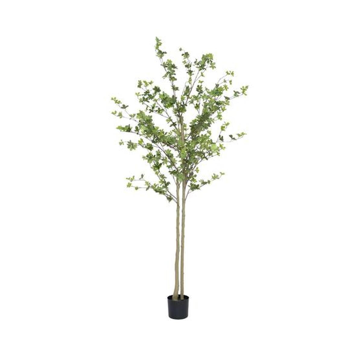 Pottery Pots - Nepplanten Enkianthus Perulatus L, Groen