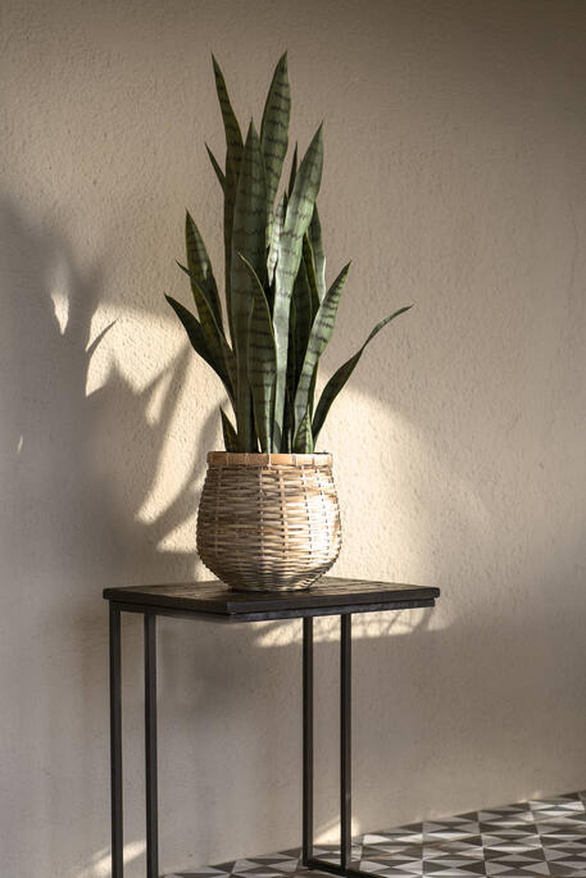 Pottery Pots - Nepplanten Sansevieria S, Groen