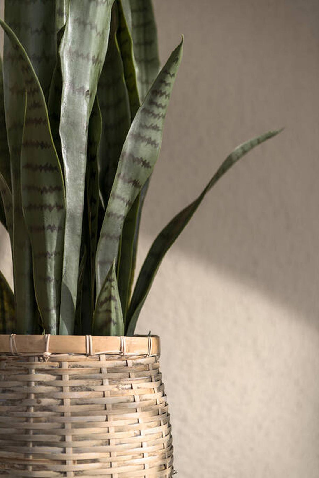 Pottery Pots - Nepplanten Sansevieria S, Groen