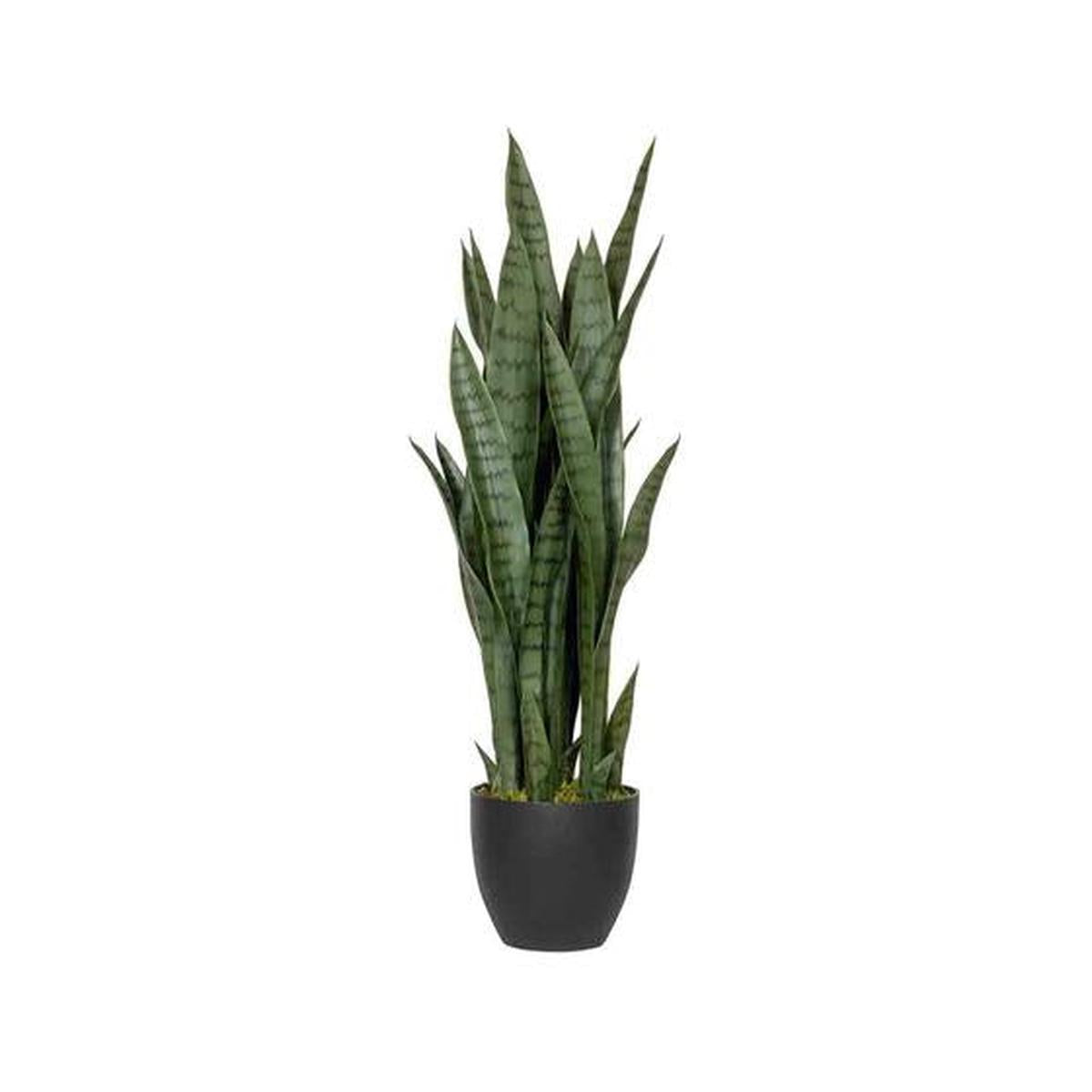 Pottery Pots - Nepplanten Sansevieria S, Groen