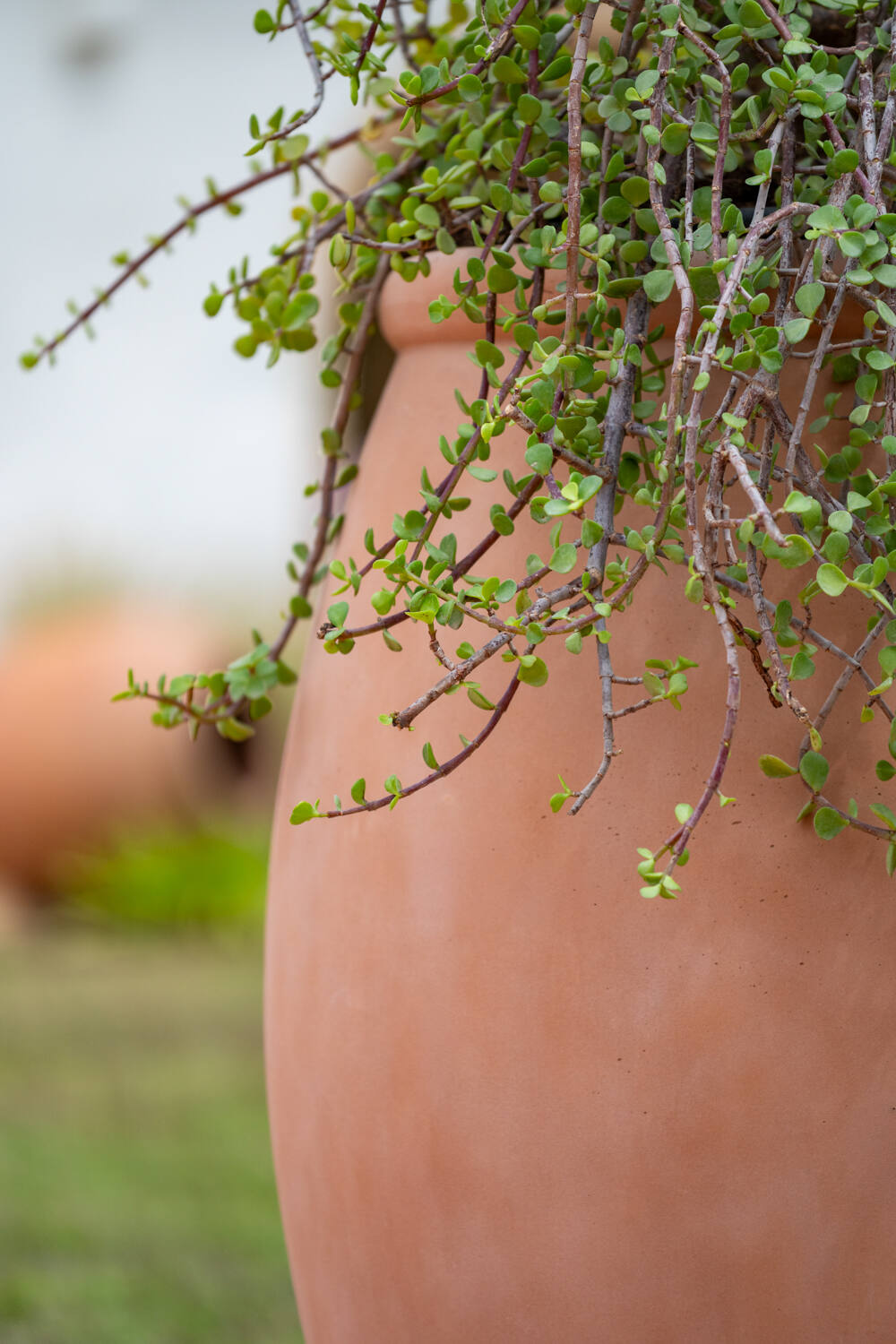 Pottery Pots - Bloempot Amphora L, Zachte Klei