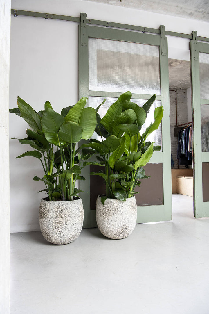 Pottery Pots - Bloempot Gillard S, Imperial Wit