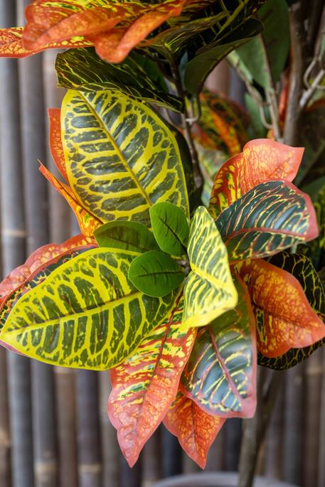 Pottery Pots - Nepplanten Codiaeum M, Groen