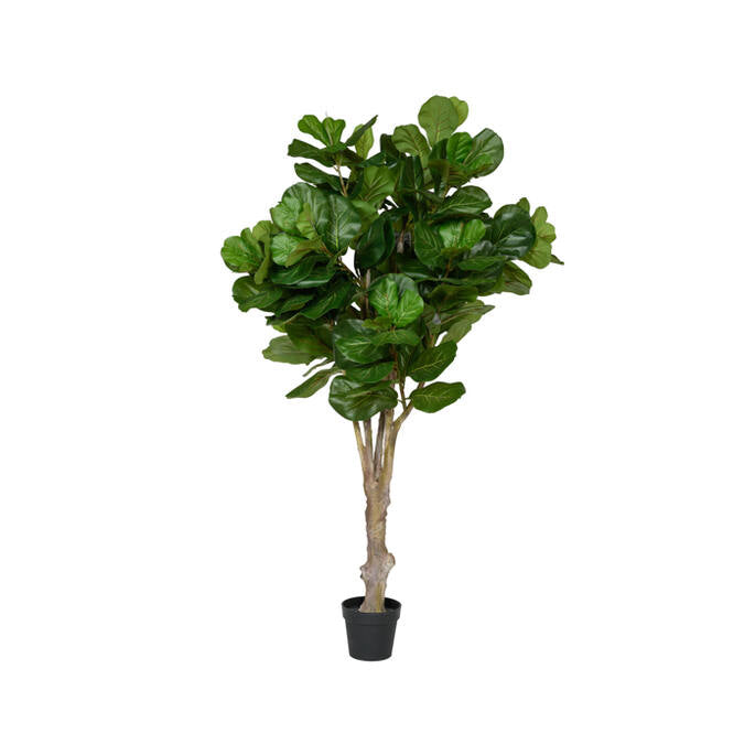 Pottery Pots - Nepplanten Ficus Lyrata XL, Groen