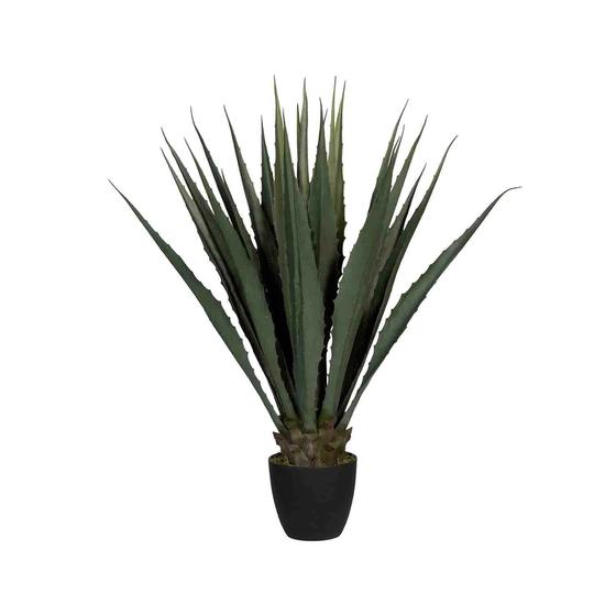 Agave L, Green
