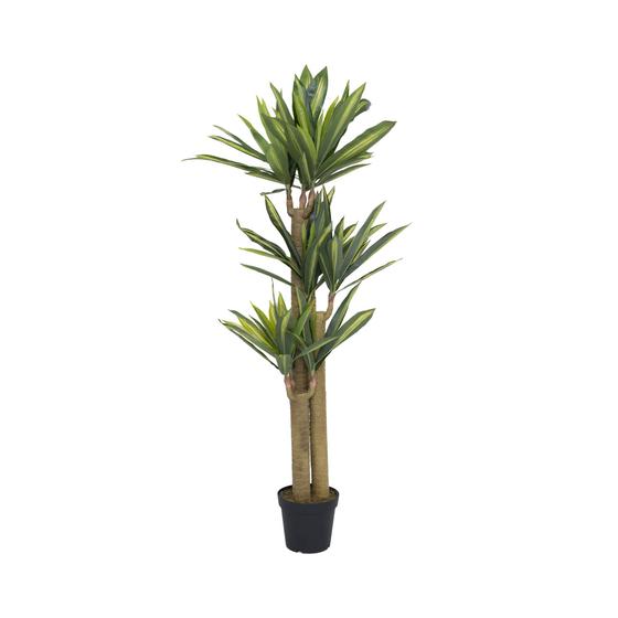 Pottery Pots - Nepplanten Dracena L, Groen