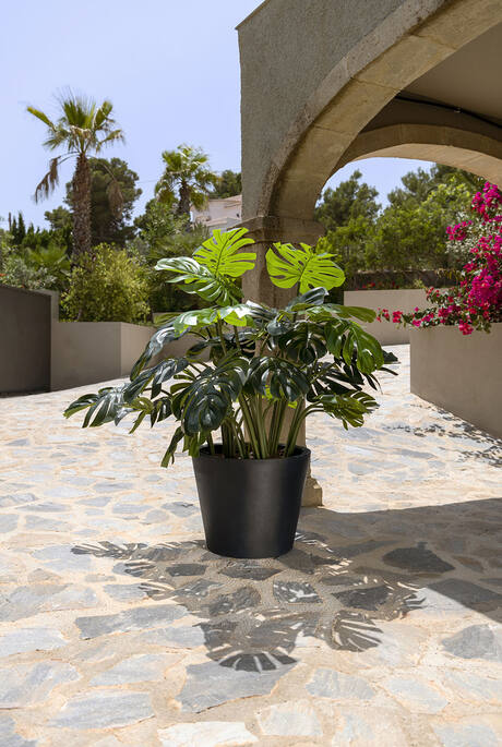 Monstera L, Green