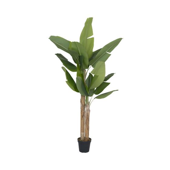 Banana tree L, Green