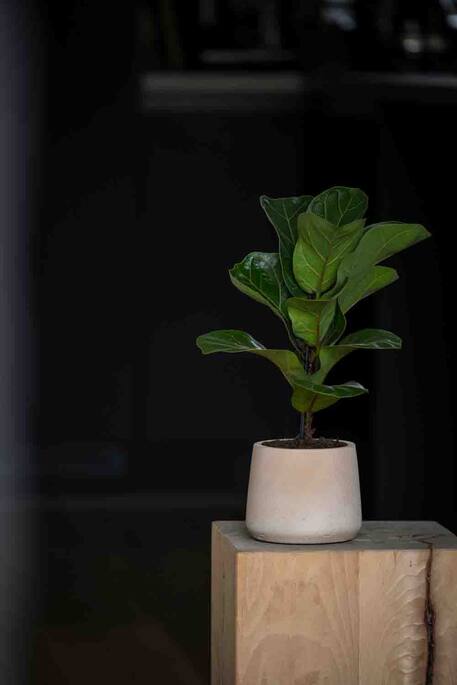 Pottery Pots - Bloempot Patt M, Klei Washed