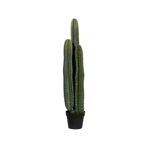 Cactus San Pedro XL, Green