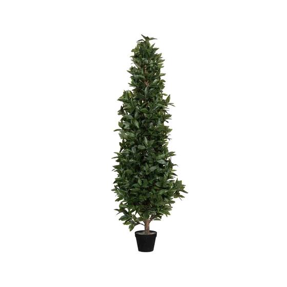 Laurus L, Green