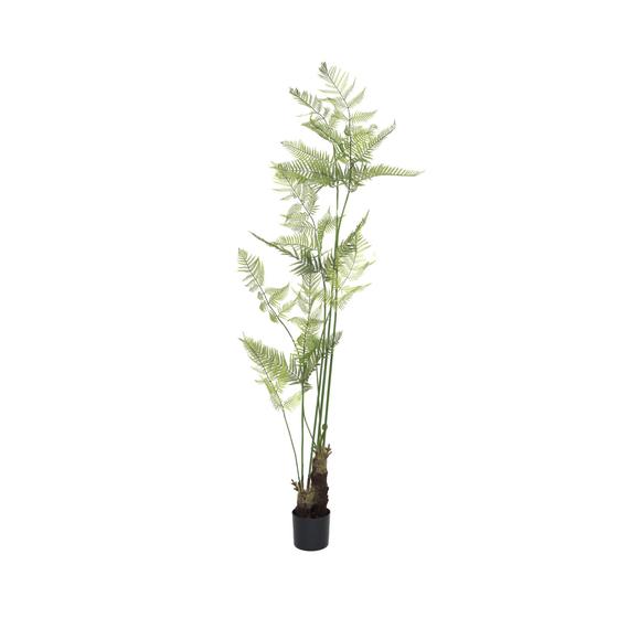 Fern S, Green