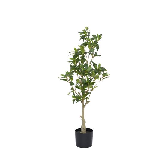 Pieris S, Green